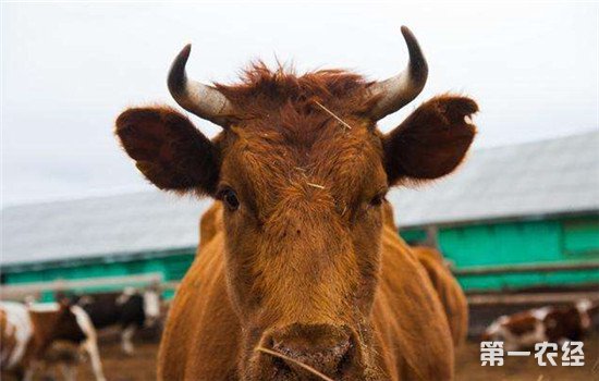 农业部发布消息：新疆巴州发生一起口蹄疫疫情