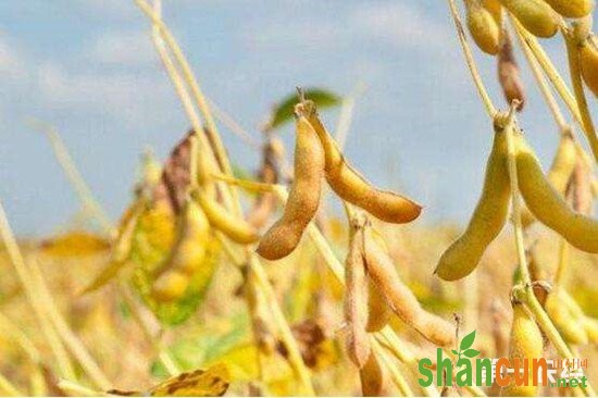 黑龙江选育新品种高产优质大豆