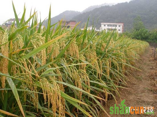 上海水稻育种研究新成果：节水抗旱稻再做突破