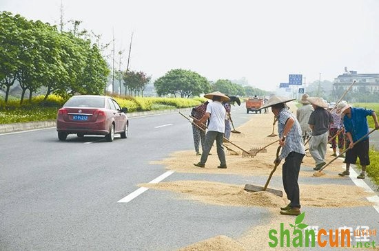 公路晒粮唯有疏堵结合才能根治