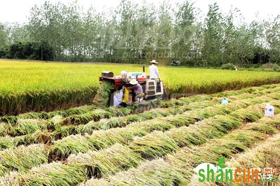 湖北枝江积极推广良种种植 助力农民增收