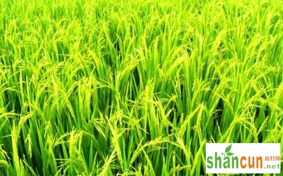 2018年黑龙江调减水稻种植面积 水稻休耕试点每亩补助500元