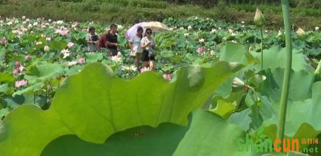 退伍军人用百亩莲田带领村民走致富路