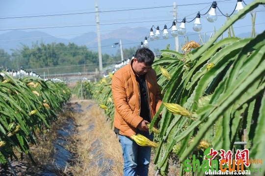 年薪二十余万的新式“农民”