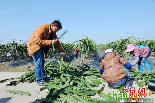 年薪二十余万的新式“农民”