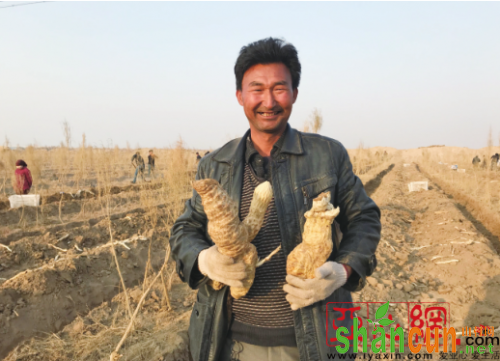 种植“沙漠人参”新疆吐鲁番农民成百万富翁