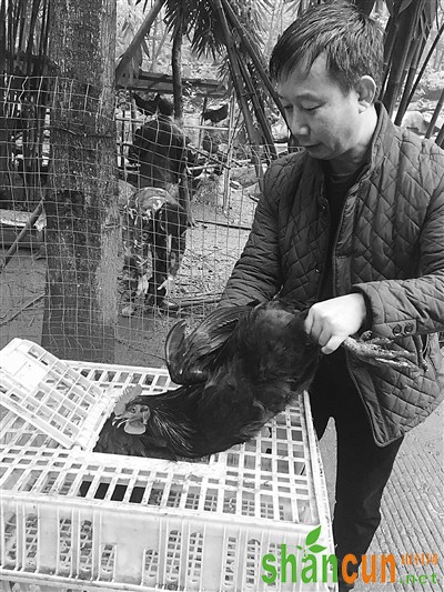 黄世海：黑鸡养殖助力脱贫增收
