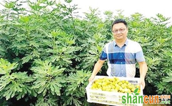 王水永：返乡创业种无花果 生态种植结出致富果