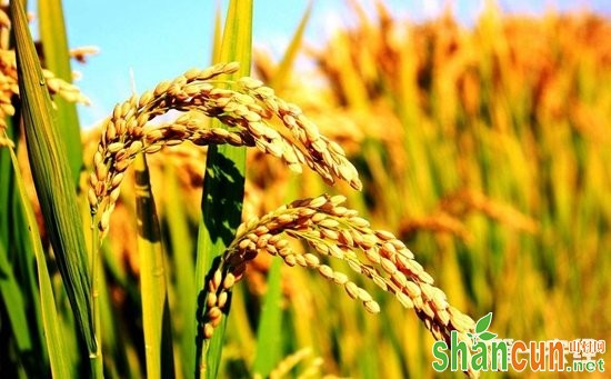 研究人员发现关键基因  有望让水稻既优质又高产