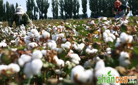 巧解“白色污染”还要靠科技  南疆多地实现无膜种植棉花