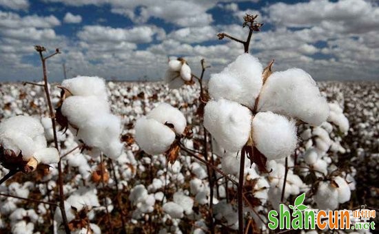 巧解“白色污染”还要靠科技  南疆多地实现无膜种植棉花
