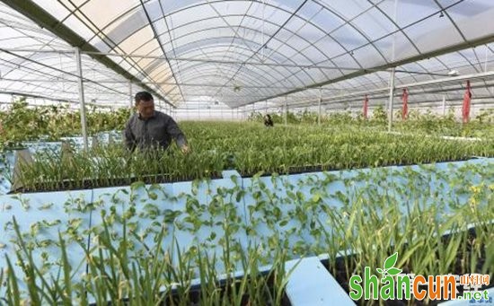 辽阳市进一步加大现代农业科技推广力度  加快农业发展步伐