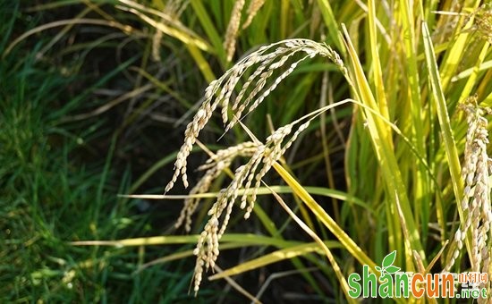 我国科学家发现稻田杂草防控新机制  助力农业可持续发展