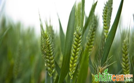 甘肃：成功研发纯中药制剂植物源生物农药  助力粮食生产更安全