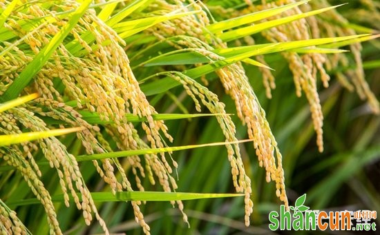 科学家发现控制水稻重金属镉积累新机制  有助防控“镉大米”