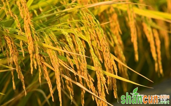 科学家发现控制水稻重金属镉积累新机制  有助防控“镉大米”