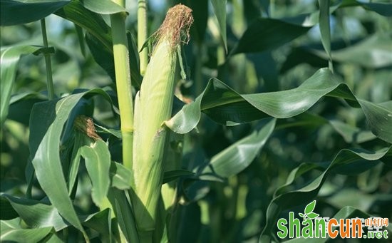 科学家解析玉米籽粒发育新机制  有望提高玉米种植产量