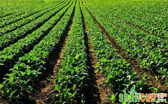 农科院：完善植物避荫反应调控机理  为耐密植作物品种培育奠定基础