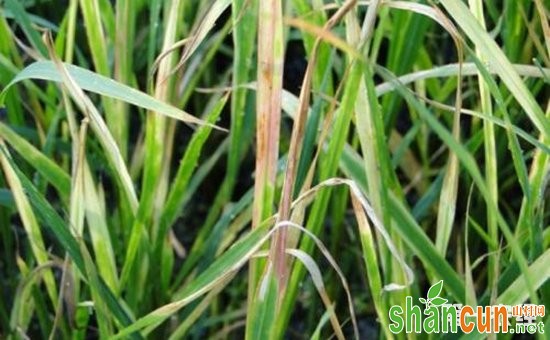 我国研究员揭示水稻条纹病毒解除寄主植物防御机理