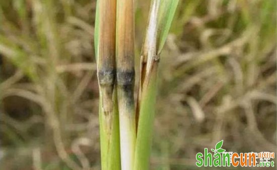 我国研究员揭示水稻条纹病毒解除寄主植物防御机理