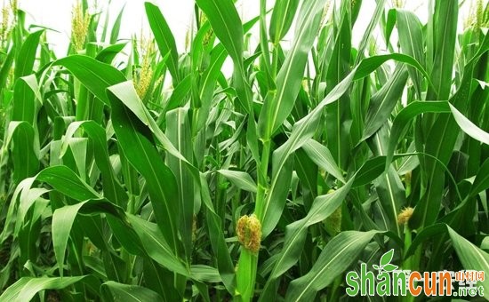 研究人员发现玉米籽粒发育新机制  对于玉米产量有着重要影响