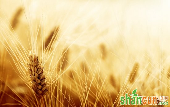 自走式遥控小麦覆膜施肥播种机，解决小麦小田块播种难