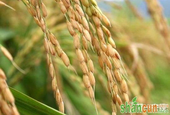 国审稻新品种“中科804”发布，农艺性状方面表现突出