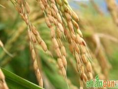 国审稻新品种“中科804”发布，农艺性状方面表现突出