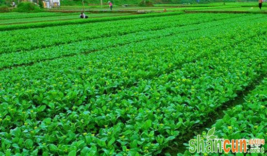 海南菜农自制“立体式”排水系统，70亩菜地不被淹