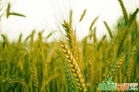 小麦穗发芽防控新技术：“纳米雨衣”替代传统农药