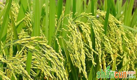 全国超级稻累计推广应用面积达13.5亿亩
