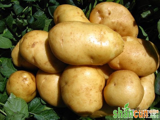马铃薯催芽技术新突破：马铃薯种薯纳米促芽剂