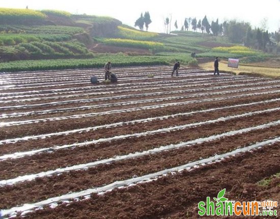 陕西淌泥河：科技助旱塬地膜玉米增产