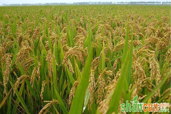 水稻田“减肥”“减药”产量反而增长了4%