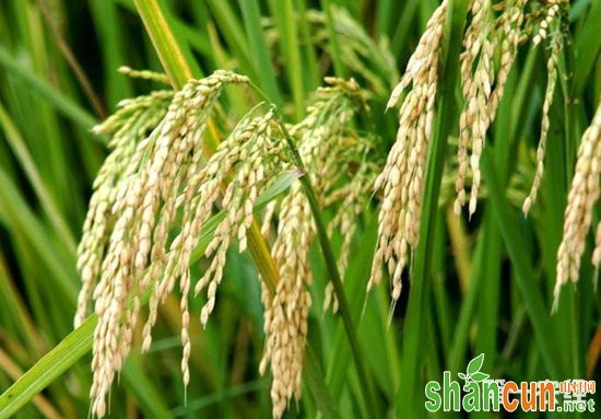 53.2亩的试验稻田实行零农药种植