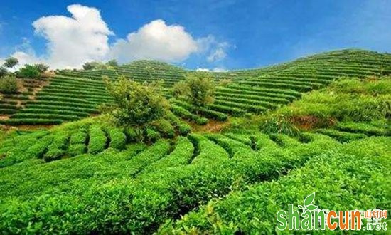 果菜茶生产对机械化的需求越来越迫切