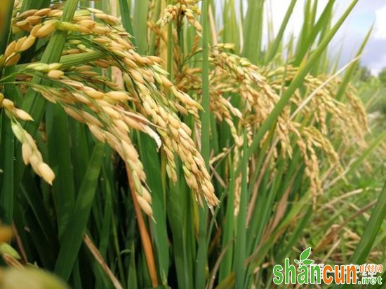 “水稻+”帮助农民真正实现增产增收