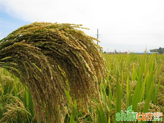 “水稻+”帮助农民真正实现增产增收