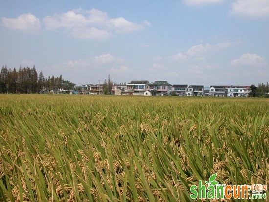 我国水稻育种发展快速，育种优异性状突出