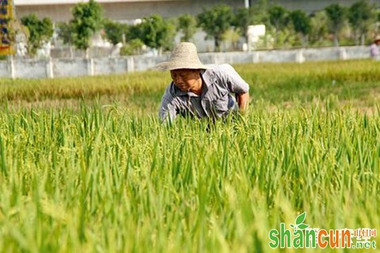 我国水稻育种发展快速，育种优异性状突出
