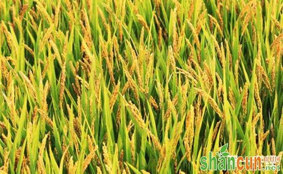 我国节水抗旱稻有了更优的新稻种