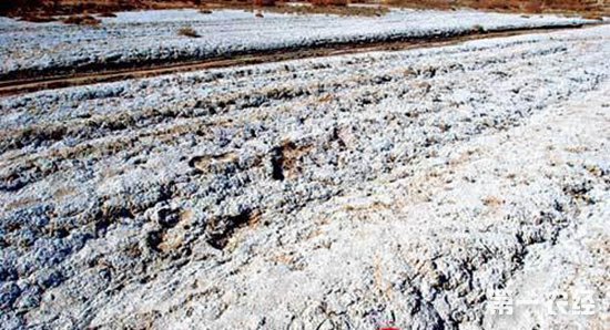 宁夏对78.6万亩盐碱地实施改良，取得显著成效