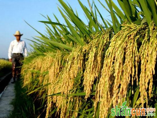 超级水稻亩产达1203.36公斤，刷新世界纪录