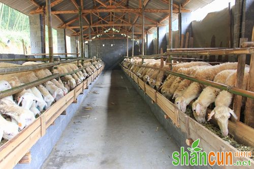 羊舍冬季养殖容易发生哪些疾病？