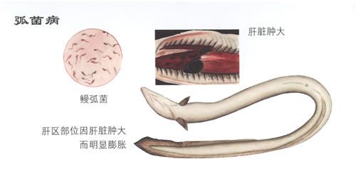 如何防治鳗鱼弧菌病？