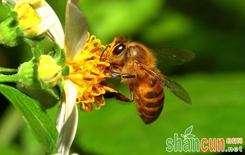 养蜜蜂的知识关键点蜜蜂病害防治