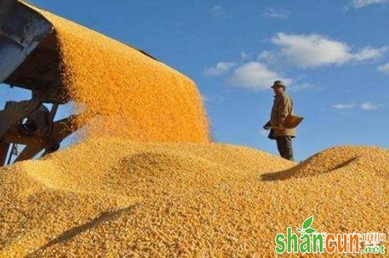 湖北枝江：“优质粮食工程”助力农民增收