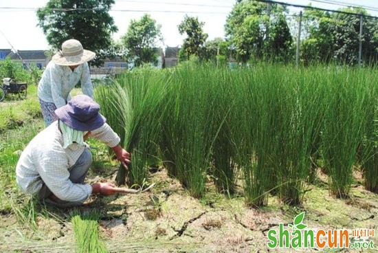 安徽寿县：不起眼的席草竟然成了致富法宝