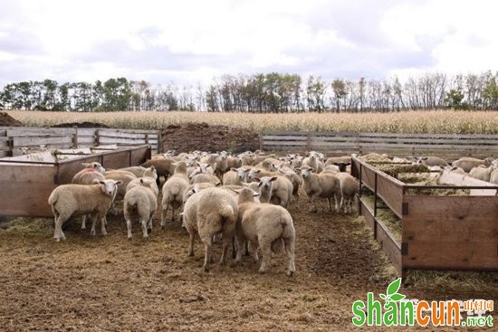 甘肃西峰：“保本产息”，养羊助他走上增收之路