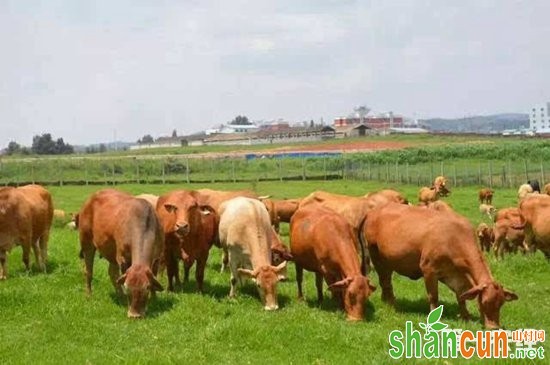 云南普洱县：云岭牛带动农民开辟出一条新的致富之路